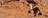 001-GOLDEN BRONZE 001-GOLDEN BRONZE